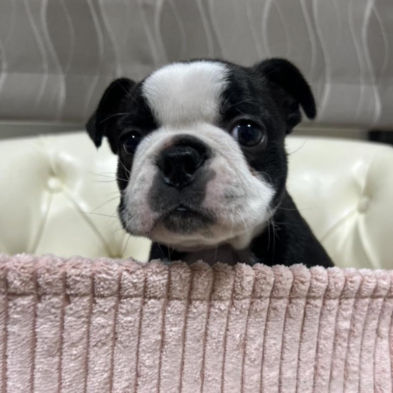 販売中の香川県のボストンテリア-425415の2枚目