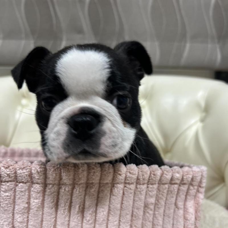 販売中の香川県のボストンテリア-425415