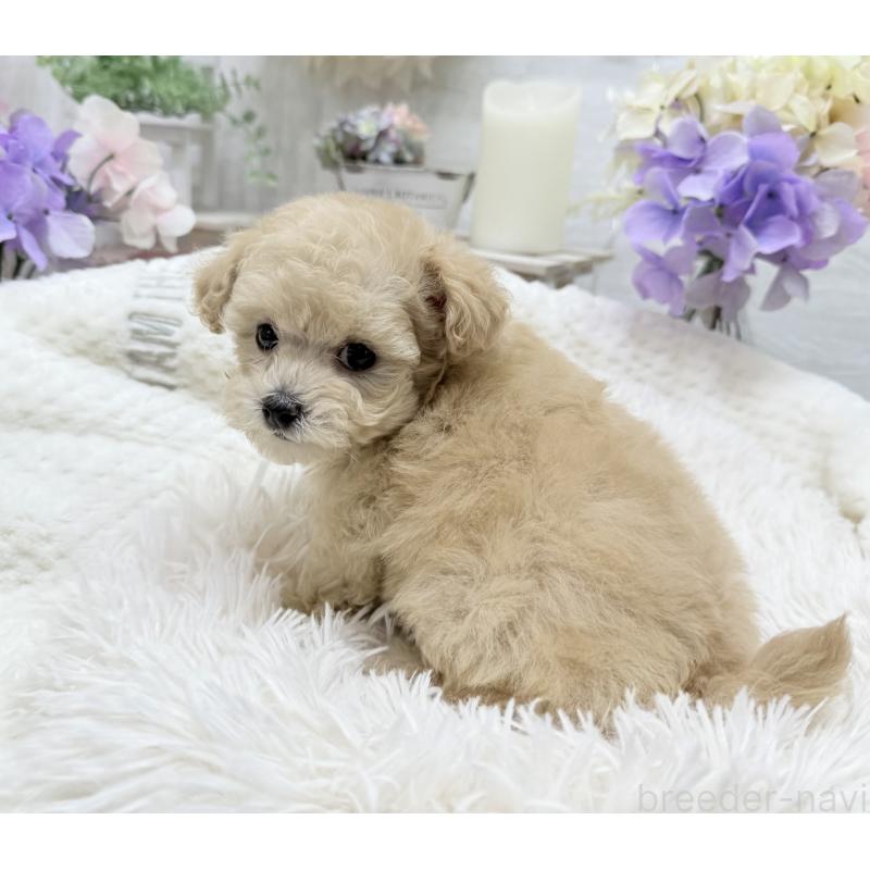 成約済の京都府のトイプードル-423622の14枚目