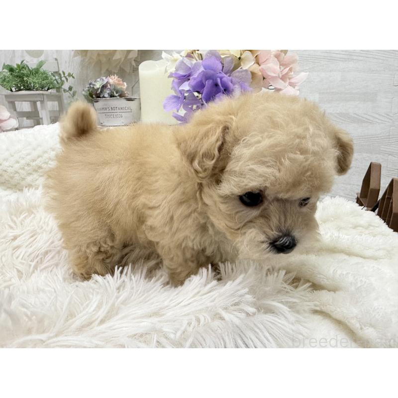 成約済の京都府のトイプードル-423622の13枚目