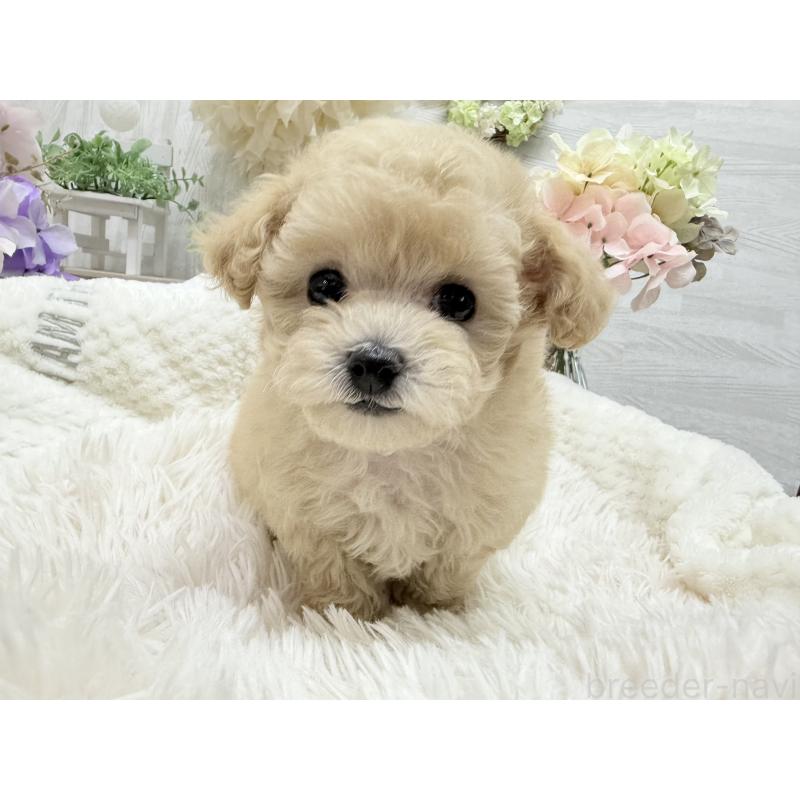 成約済の京都府のトイプードル-423622の12枚目