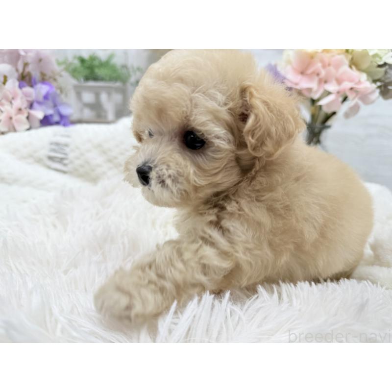 成約済の京都府のトイプードル-423622の11枚目