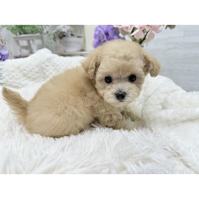 成約済の京都府のトイプードル-423622の10枚目