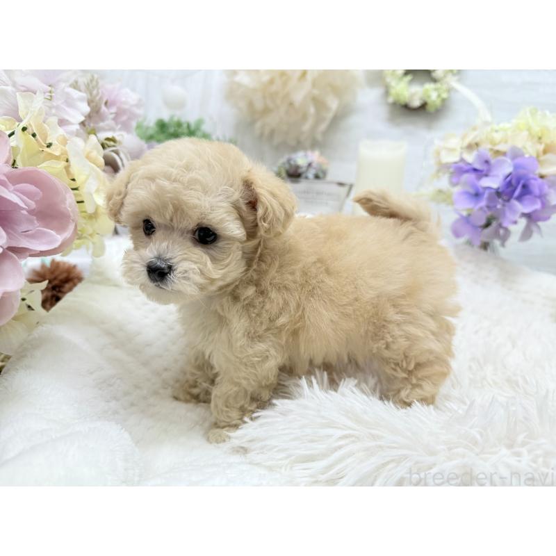 成約済の京都府のトイプードル-423622の9枚目