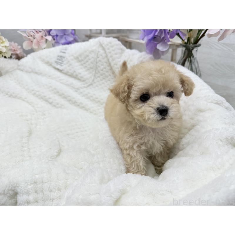 成約済の京都府のトイプードル-423622の7枚目