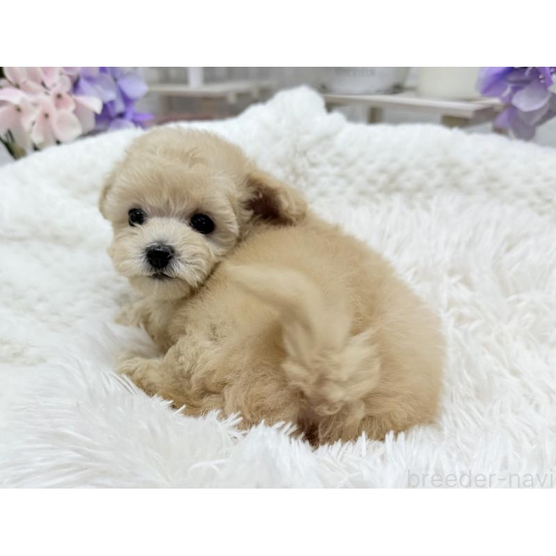 成約済の京都府のトイプードル-423622の6枚目