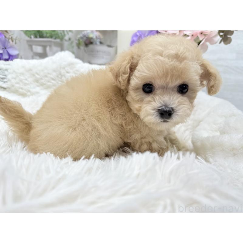 成約済の京都府のトイプードル-423622の5枚目