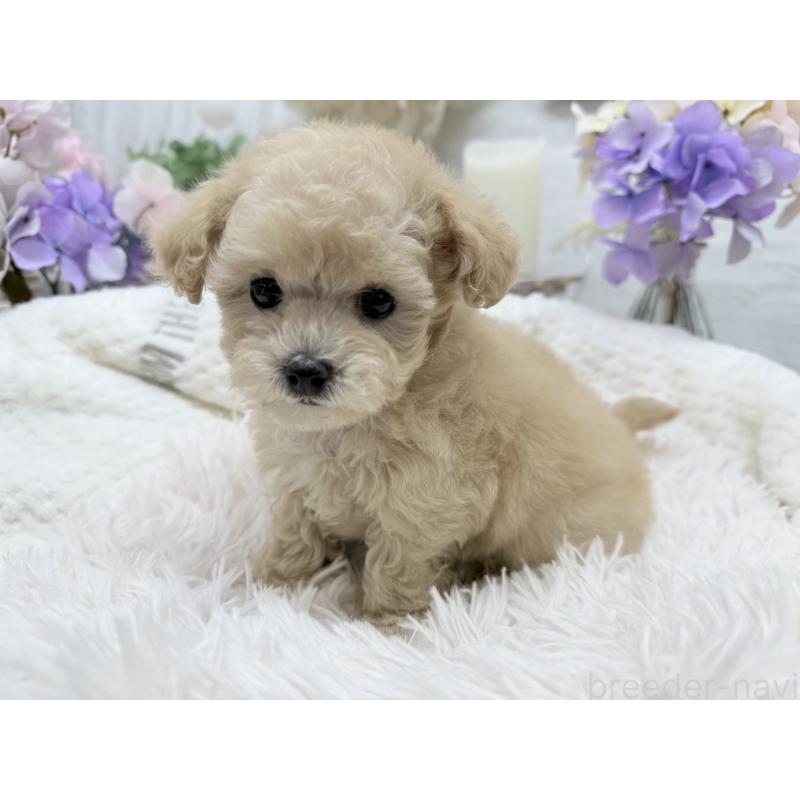 成約済の京都府のトイプードル-423622の3枚目