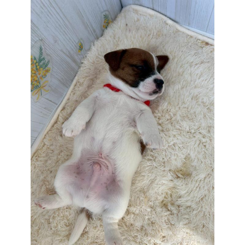 販売中の群馬県のジャックラッセルテリア-425417の4枚目