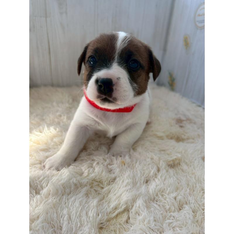 販売中の群馬県のジャックラッセルテリア-425417の3枚目