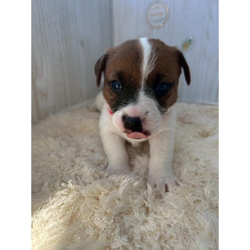 販売中の群馬県のジャックラッセルテリア-425417の2枚目