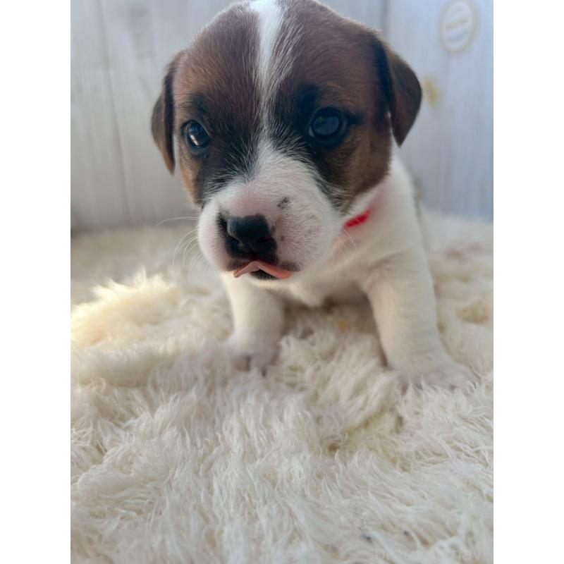 販売中の群馬県のジャックラッセルテリア-425417の1枚目