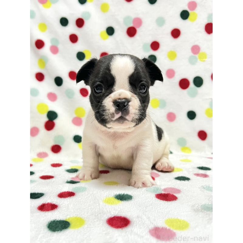 販売中の香川県のフレンチブルドッグ-425418