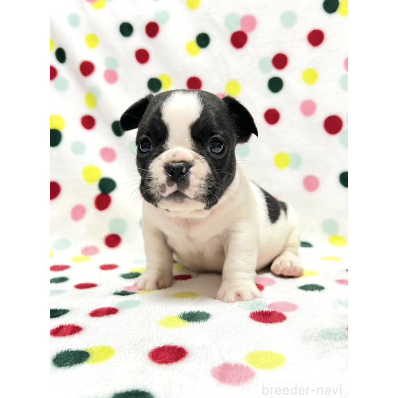 販売中の香川県のフレンチブルドッグ-425418の5枚目