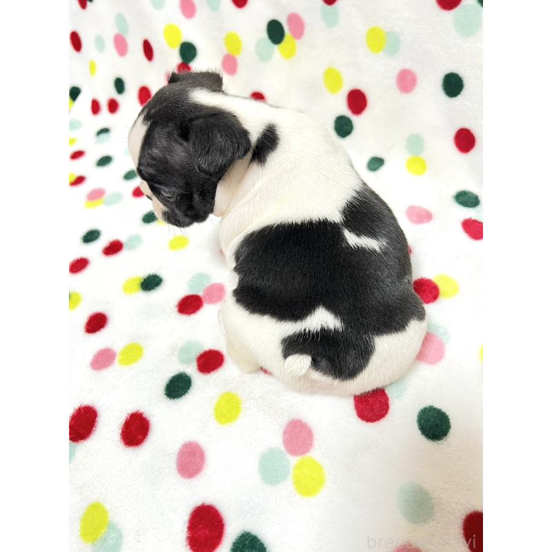 販売中の香川県のフレンチブルドッグ-425418の2枚目