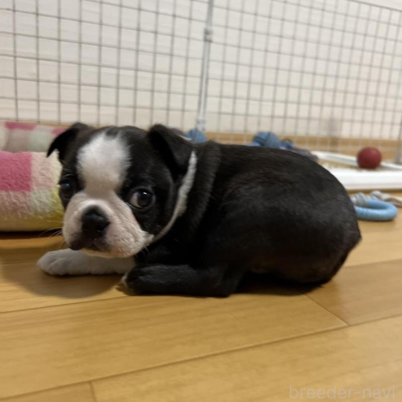 販売中の香川県のボストンテリア-425419の14枚目