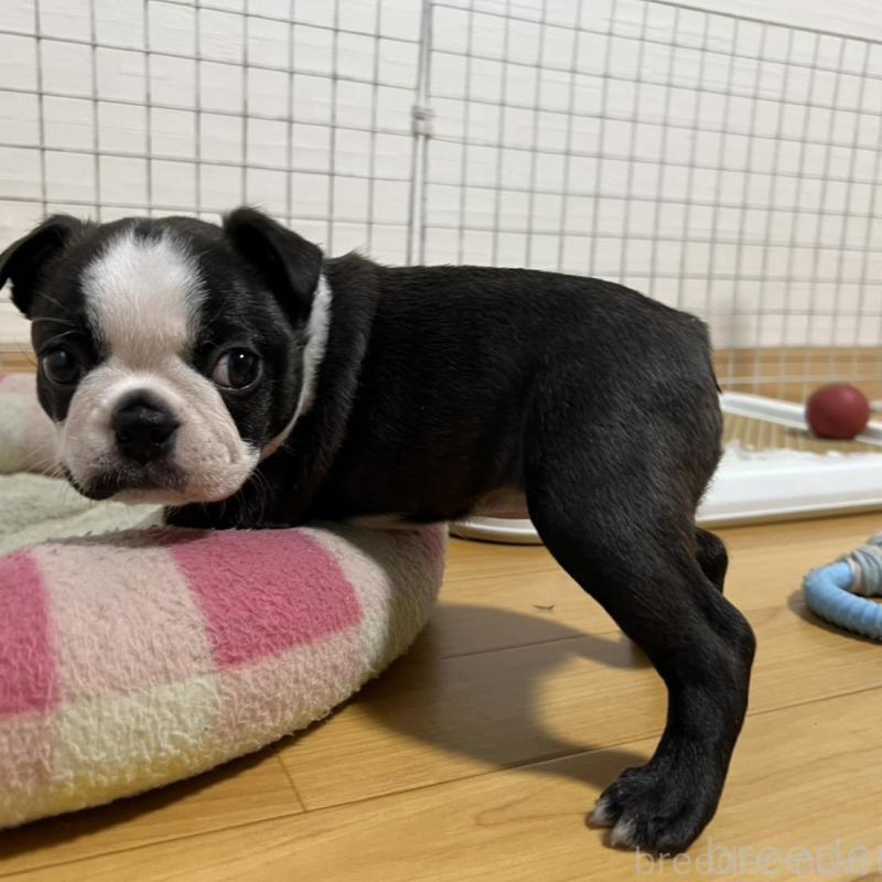 販売中の香川県のボストンテリア-425419の13枚目