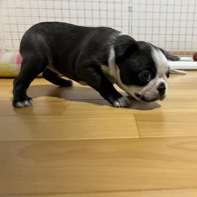 販売中の香川県のボストンテリア-425419の12枚目