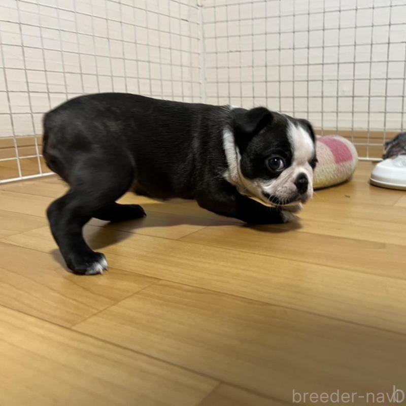 販売中の香川県のボストンテリア-425419の11枚目