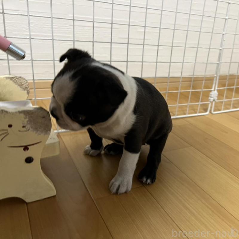 販売中の香川県のボストンテリア-425419の10枚目