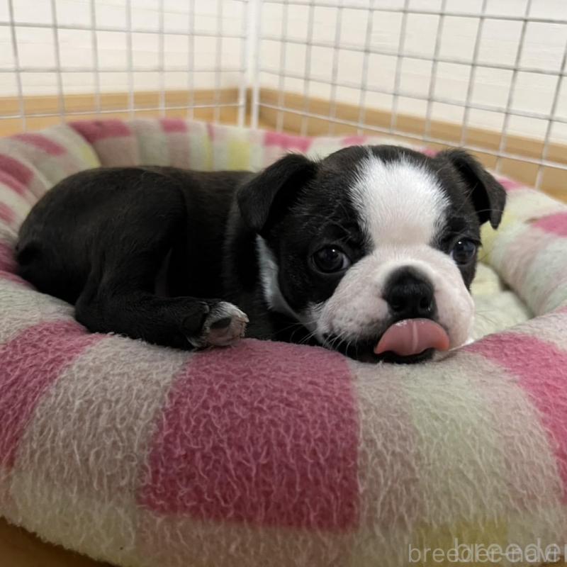 販売中の香川県のボストンテリア-425419の9枚目