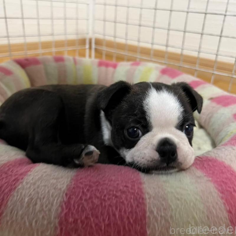 販売中の香川県のボストンテリア-425419の8枚目