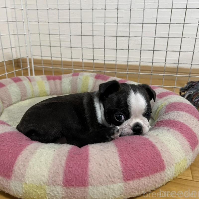 販売中の香川県のボストンテリア-425419の7枚目