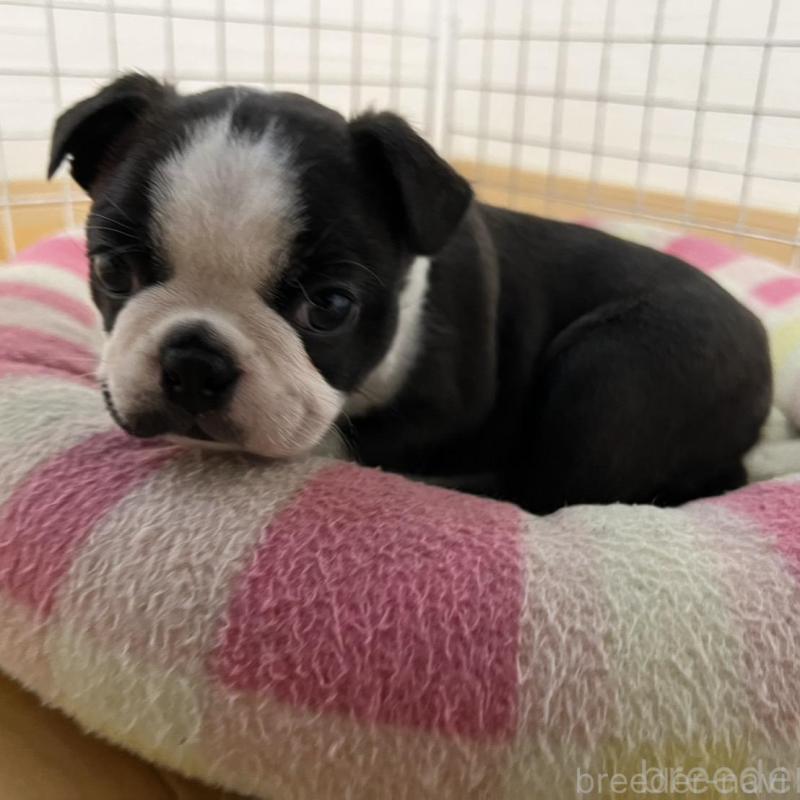 販売中の香川県のボストンテリア-425419の6枚目