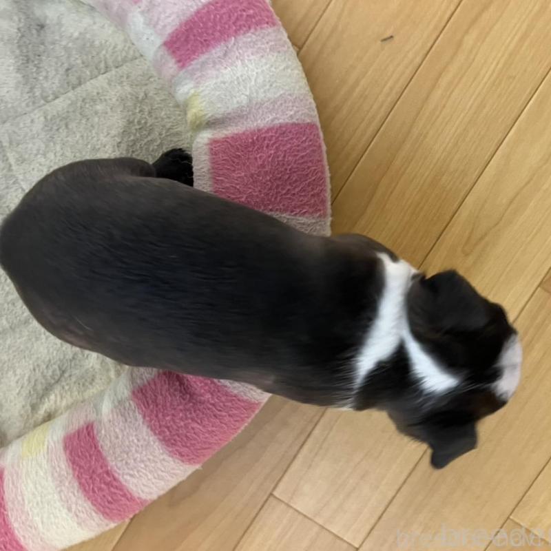 販売中の香川県のボストンテリア-425419の5枚目