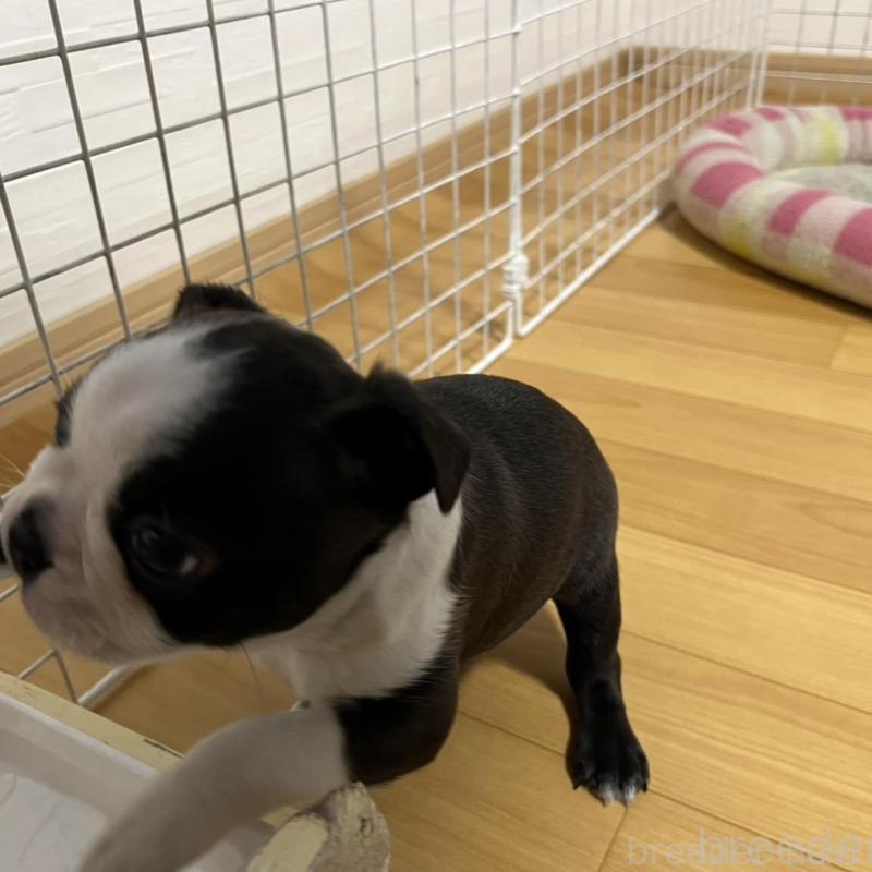 販売中の香川県のボストンテリア-425419の4枚目