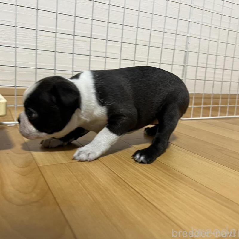 販売中の香川県のボストンテリア-425419の3枚目