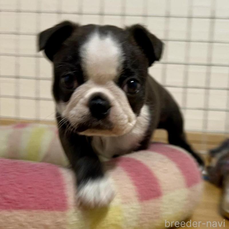 販売中の香川県のボストンテリア-425419の2枚目