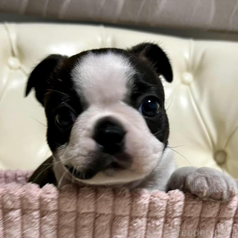 販売中の香川県のボストンテリア-425419