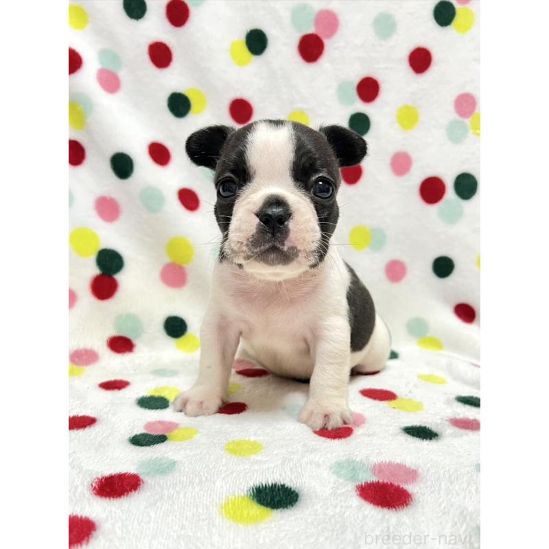 販売中の香川県のフレンチブルドッグ-425420