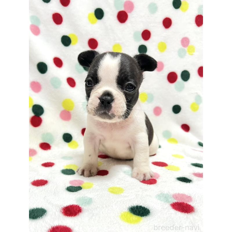 成約済の香川県のフレンチブルドッグ-425420の5枚目