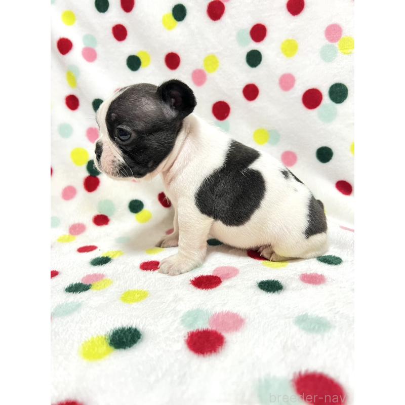 成約済の香川県のフレンチブルドッグ-425420の4枚目