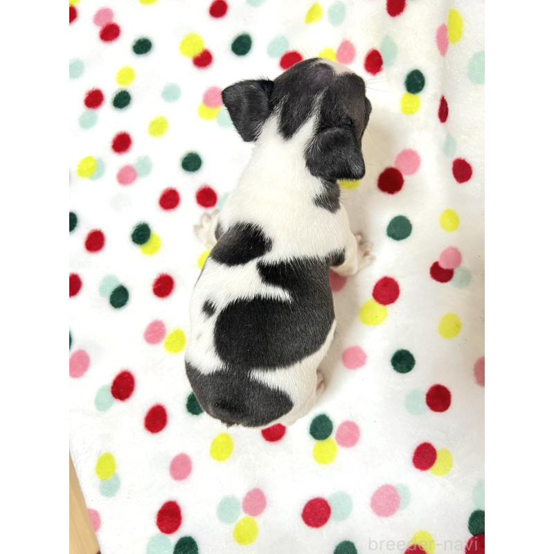 成約済の香川県のフレンチブルドッグ-425420の3枚目