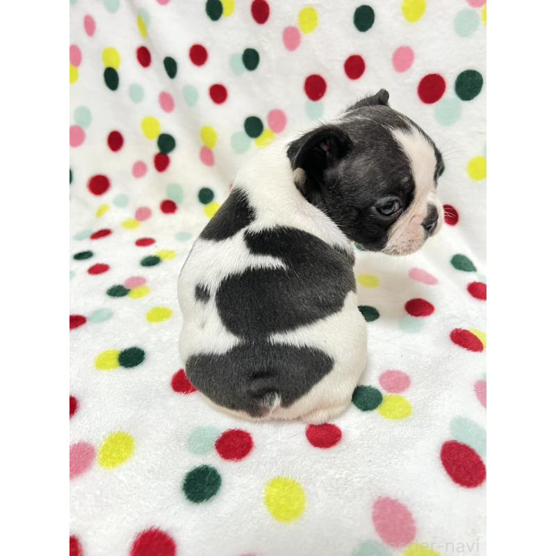 成約済の香川県のフレンチブルドッグ-425420の2枚目