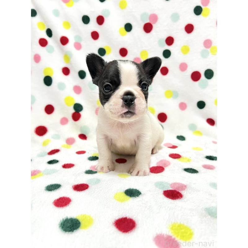 成約済の香川県のフレンチブルドッグ-425421の5枚目