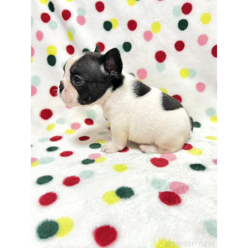 成約済の香川県のフレンチブルドッグ-425421の4枚目