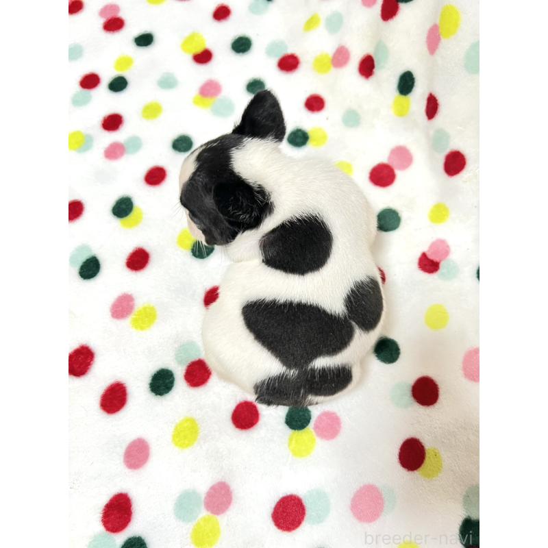 成約済の香川県のフレンチブルドッグ-425421の3枚目