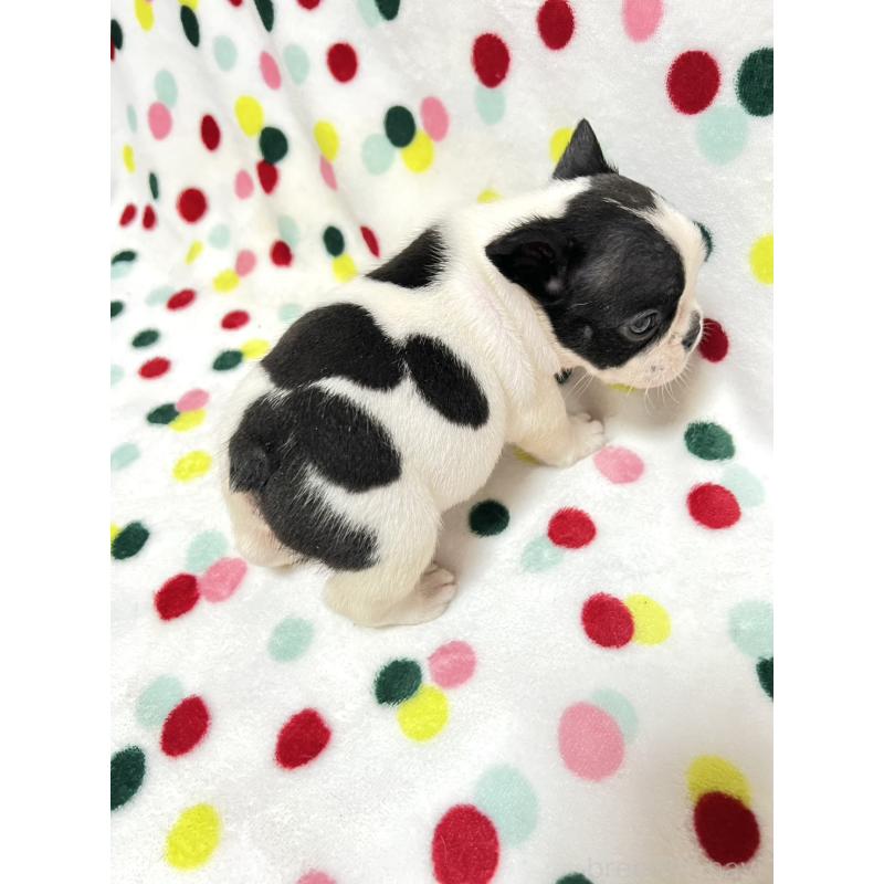 成約済の香川県のフレンチブルドッグ-425421の2枚目