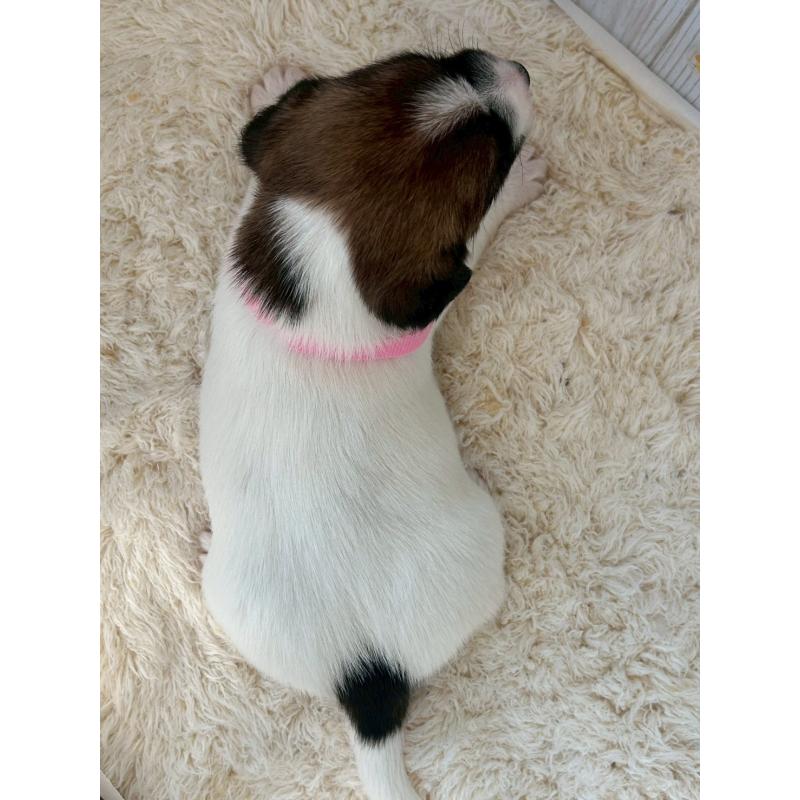 成約済の群馬県のジャックラッセルテリア-425422の3枚目