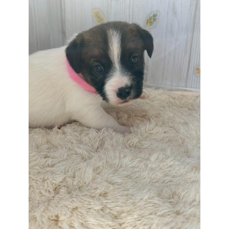 成約済の群馬県のジャックラッセルテリア-425422の2枚目