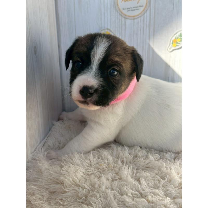 販売中の群馬県のジャックラッセルテリア-425422