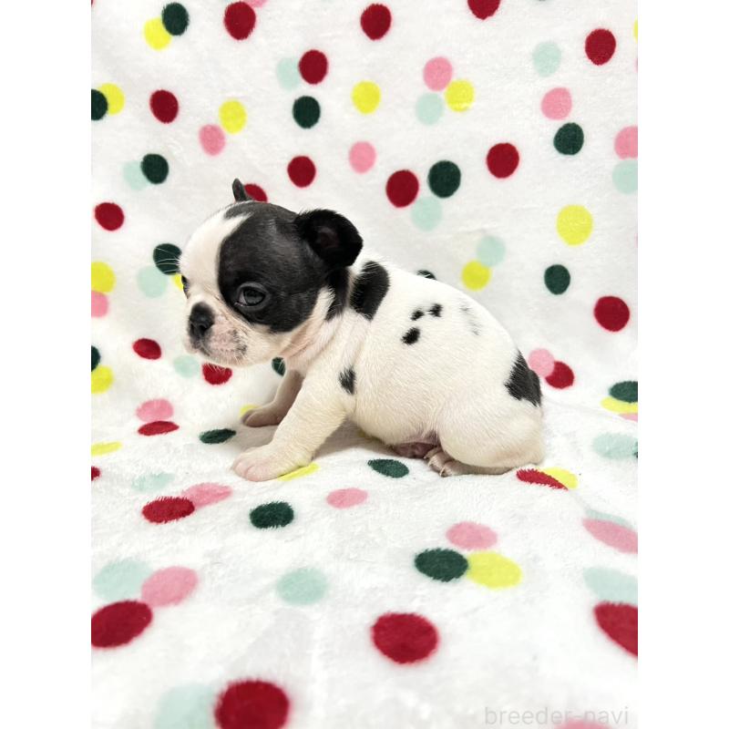 販売中の香川県のフレンチブルドッグ-425423の4枚目