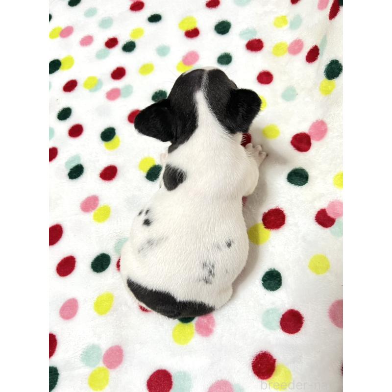 販売中の香川県のフレンチブルドッグ-425423の3枚目