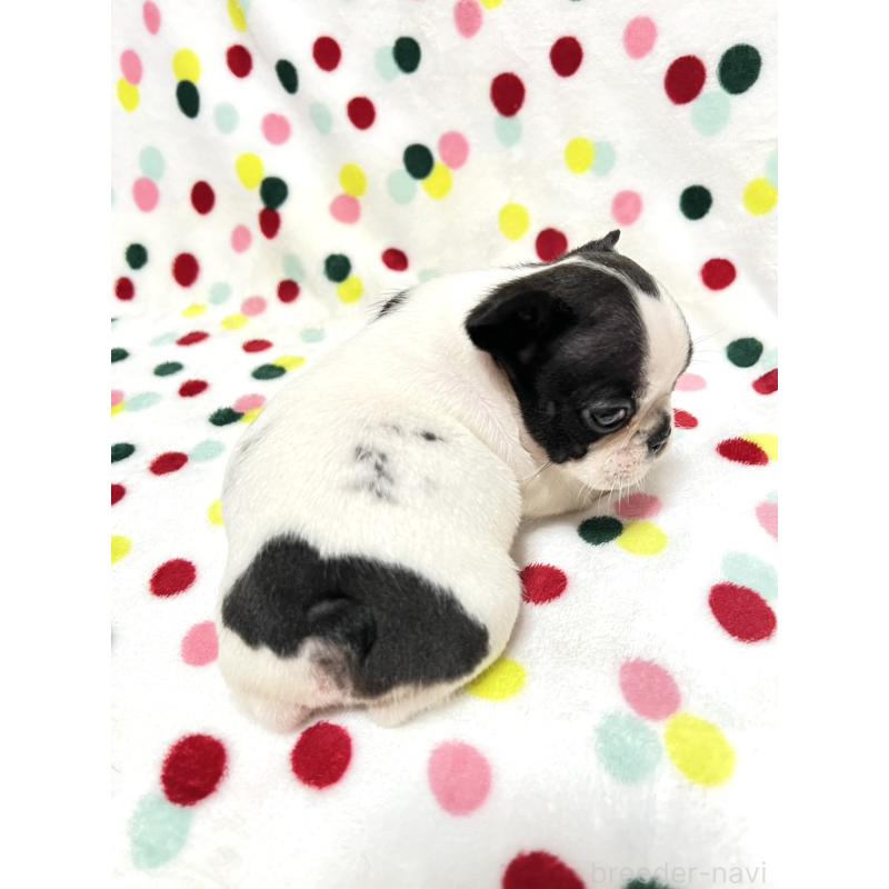 販売中の香川県のフレンチブルドッグ-425423の2枚目