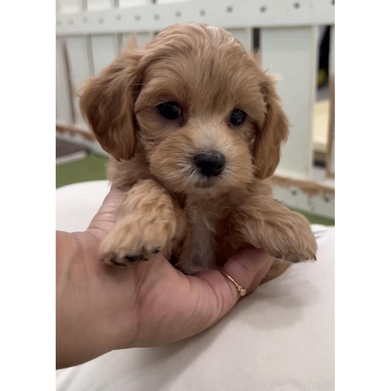 販売中の福岡県のマルプー:マルチーズ×トイプードル-425426の3枚目