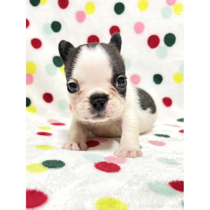 販売中ののフレンチブルドッグ-425425